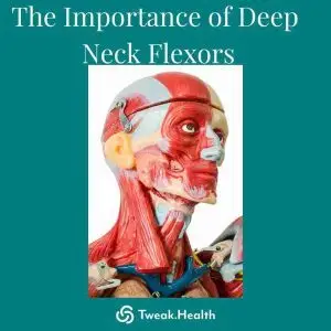 Deep neck flexors