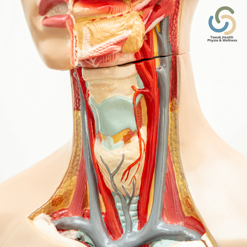 Anatomical overlay of larynx during voice production